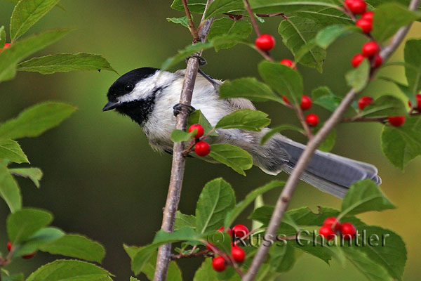 Black-capped Chickadee © Russ Chantler